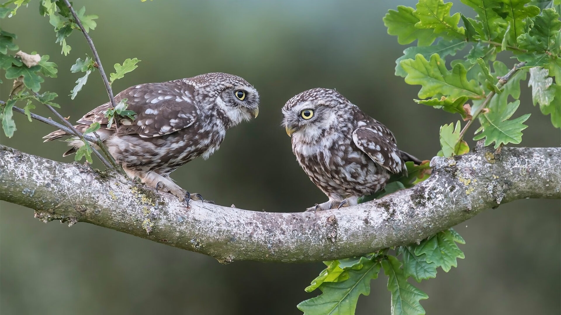 九游APP官网-“西甲英雄会战，明星球员纷纷发威”，西甲明星球员名单